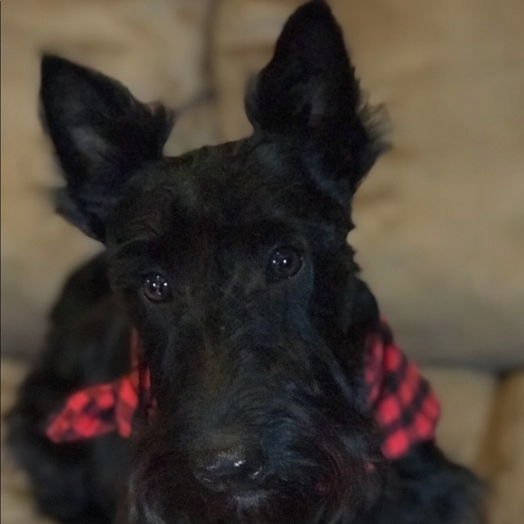 Meet your Posher, Tracie - Picture 2 of 8